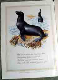 Guiness Sealion advert